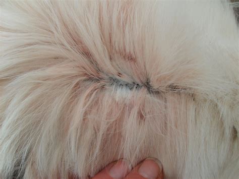 un câine doare o ureche cu vene varicoase cu care medicamente pentru tratarea crustelor
